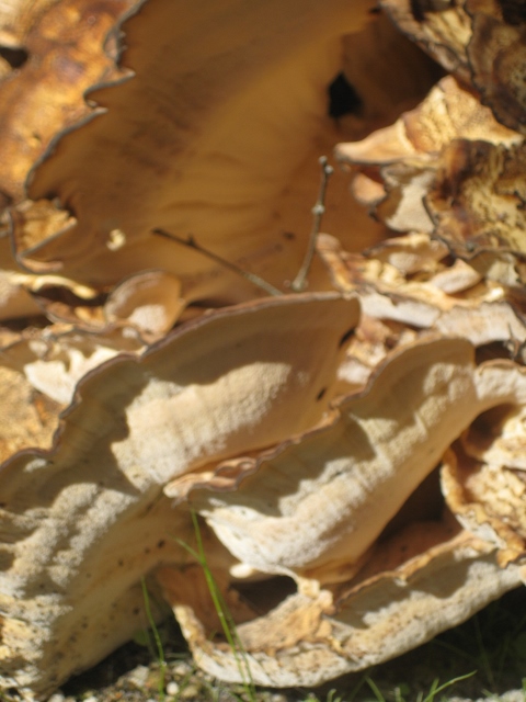 Parte traseira dos cogumelos Trametes versicolor. Repare-se que a superfície é lisa e branca (Guimarães, Jardim do Paço dos Duques, Outubro de 2013). Foto IMF